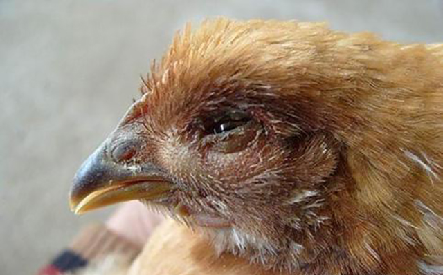 禽霍乱的症状禽霍乱怎么治