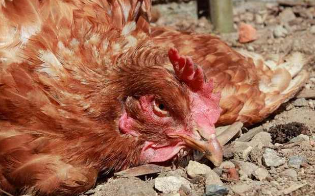 禽霍乱的症状,怎样防治禽霍乱?