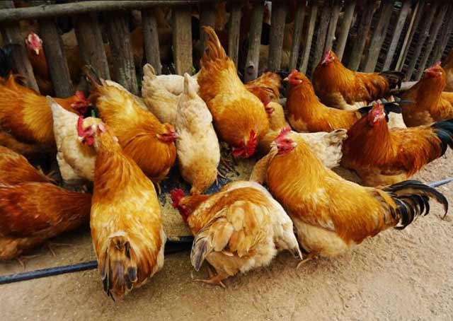 桃源鸡怎么样,桃源鸡有什么特点?