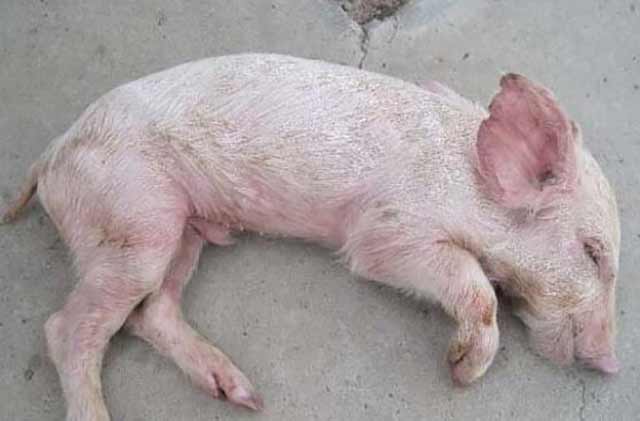 乳猪白痢用什么药,仔猪黄白痢怎么办?