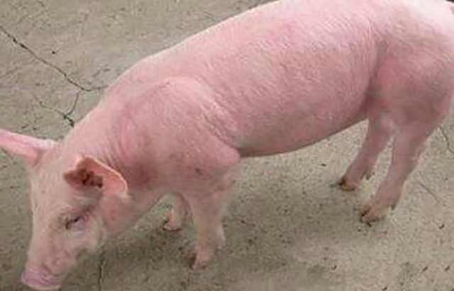 猪弓形体病症状和治疗-猪弓形体最明显症状-猪弓形体用什么药 - 畜